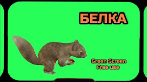 БЕЛКА видео Green Screen футаж. ХРОМАКЕЙ АНИМАЦИЯ на зелёном фоне.