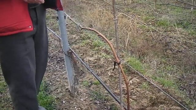 Обрезка винограда смотреть онлайн