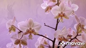 Обильное цветение орхидеи Стюартианы Пико Чип