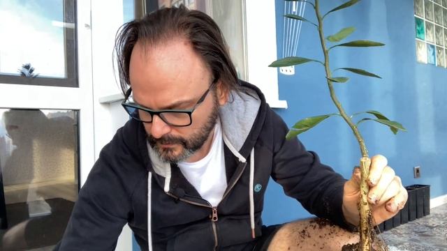 Мандарин пересадка (цитруса). С полной заменой всего грунта смотреть онлайн