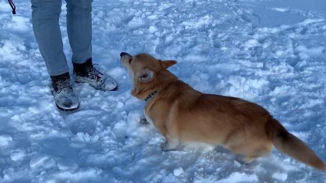 НЕ ПОДЕЛИЛИ Стаса! Таффи психанул и УКУСИЛ Сэдди? Большой ВЛОГ! Делят кукурузу ?