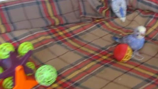 Лючия и фиалки 2 Т+Ш август 2012 смотреть онлайн