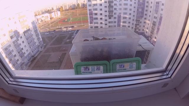 Птицы прилетают на окно