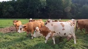Звуки Коровы 30 минут-Мычание коровы на пастбище-Стадо коров на лугу-Farm animals
