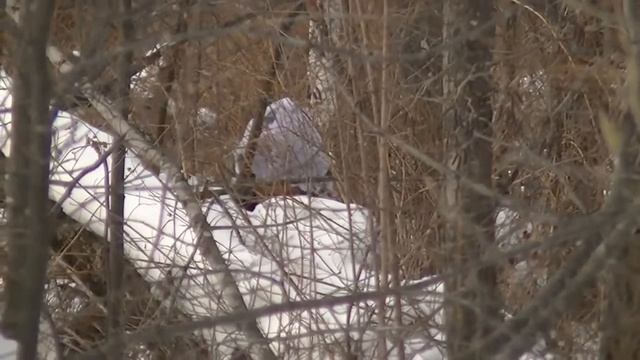 Учения МВД бой смотреть онлайн