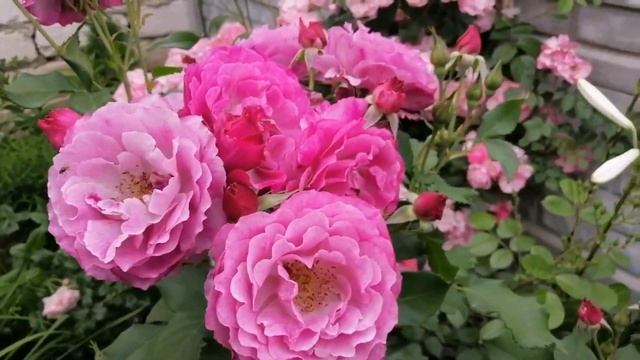 Троянда Ексцельза. Формування троянд. Компаньйони для троянд.Бузкові троянди.Хендель.ДжеймсГелвей смотреть онлайн