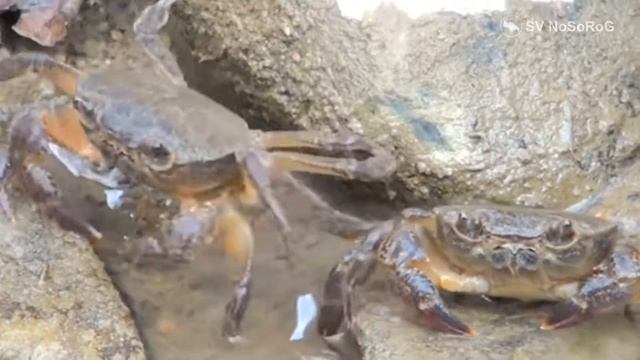 Мальтийский пресноводный краб | Maltese freshwater crab
