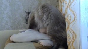 Я, бывало, всем давала...