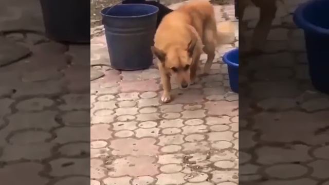 фунтик???