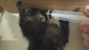 Умирающий котенок! Спасём или нет!??