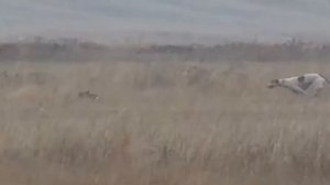 Охота с борзыми собаками. Пролетарск.