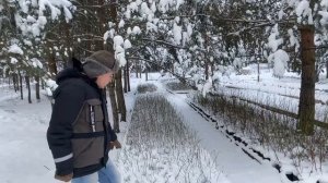 Когда лучше заказывать саженцы голубики