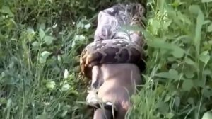 Питон проглатывает крупного оленя.