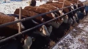 Быки самые большие. Быки на откорме. Быки и коровы. КРС. МЭЦ