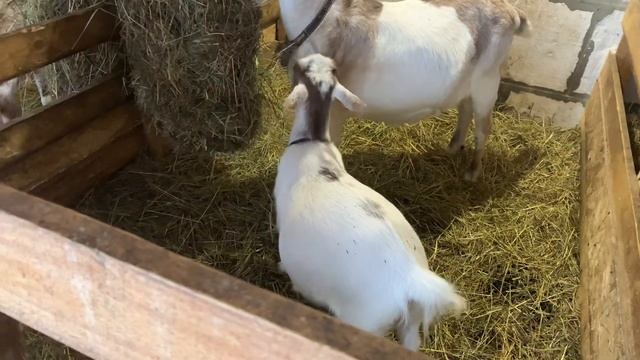 Камерунские козы