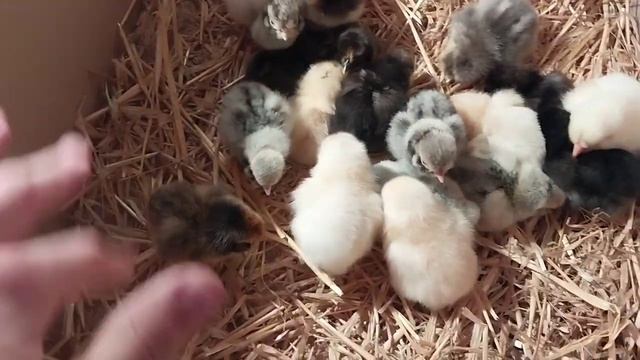 Последний вывод цыплят в 2023 году закончен?. Цыплята Павловское золото, серебро и Лакеданзи? смотреть онлайн