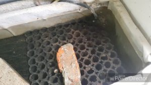 #18 Полный обзор моего домашнего УЗВ со стерлядью + видео как заселять инсектарий предкуколками