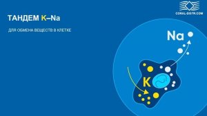 Что такое гидратация?