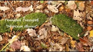 Г. Снегирёв "Морская свинка"