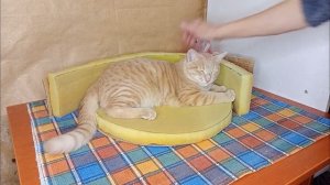 КОГТЕТОЧКА И ЛЕЖАНКА ДЛЯ КОТИКА СВОИМИ РУКАМИ!