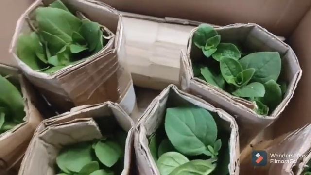 Упаковка саженцев кустарников и черенков петунии для отправки почтой. смотреть онлайн