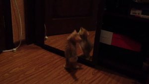 Первый день котенка в новом доме