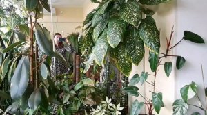 Джунгли в квартире. Обзор моего сада. Часть 2.