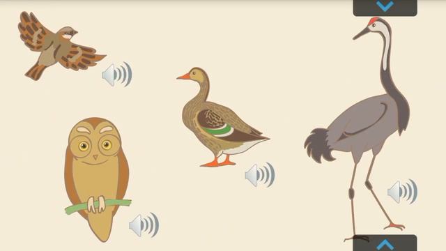 Какие птицы улетают зимовать в теплые края смотреть онлайн