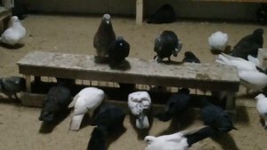 Про Ленинаканских бойных голубей!19.12.17г