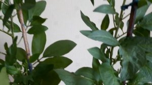 Пепино  Первое черенкование растения