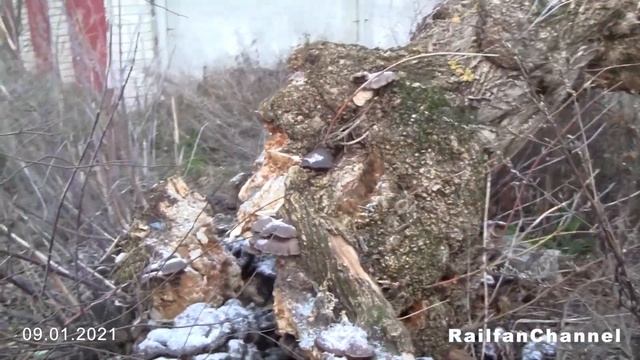 Вёшенка. Плеврот черепичастий, глива (Pleurotus ostreatus)