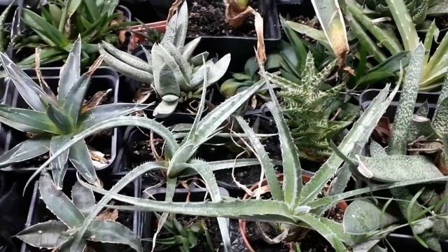 великое пересиление алоэ и кактусов смотреть онлайн