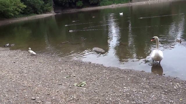 Лебеди на пруду возле дома Томаса Андерса. Германия. Кобленц. 16.06.2014г. смотреть онлайн
