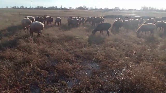 Маточное поголовье перед окотом смотреть онлайн