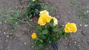 роза чайно-гибридная керио, роза кроненбург, питомник роз полины козловой rozarium.biz