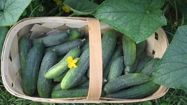 Можно ли сажать огурцы в перегной