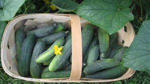 Можно ли сажать огурцы в перегной