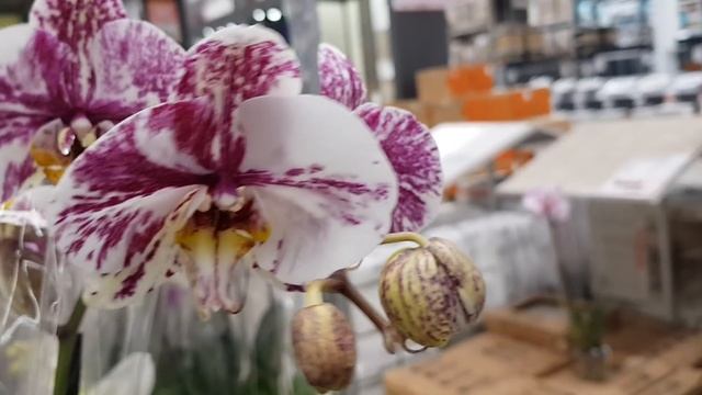 Обзор орхидей ОБИ Теплый стан часть 1 04 03 18 смотреть онлайн