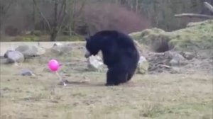 Нидерланды. Медведи напали на воздушный шар (11.03.2016 г.)