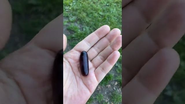 Виноград «Дамский пальчик» / «lady's finger» grapes смотреть онлайн