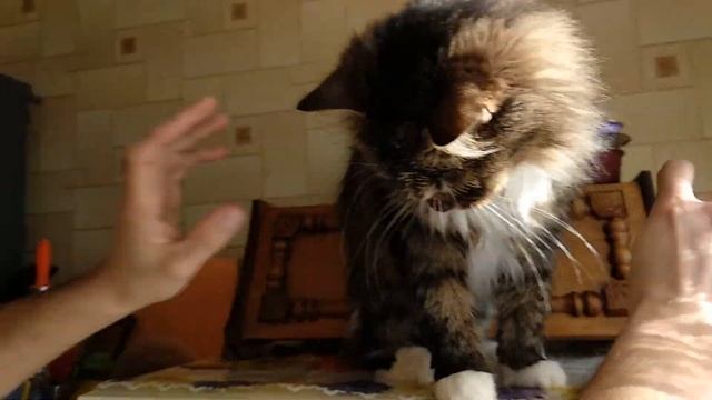 ? Кот обнимает хозяина ?Кот Жулик очень любит хозяина