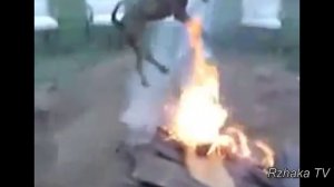 ПРИКОЛЫ С ЖИВОТНЫМИ подборка смех до слез 2017 Funny Cats #45