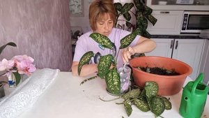 Как размножить диффенбахию