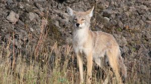 Coyote Country: myth vs fact