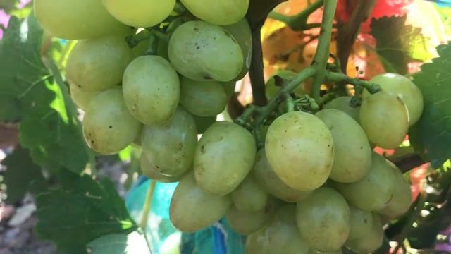 Гибридная форма Калугина Славута смотреть онлайн