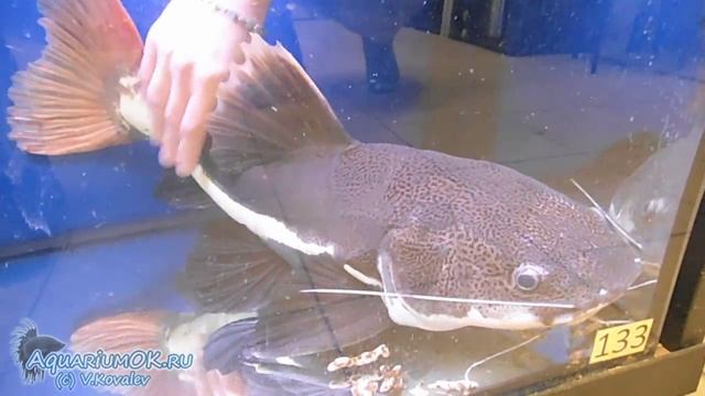 Ласковый фрактоцефалус краснохвостый "tender red tail catfish" (Phractocephalus hemiliopterus)