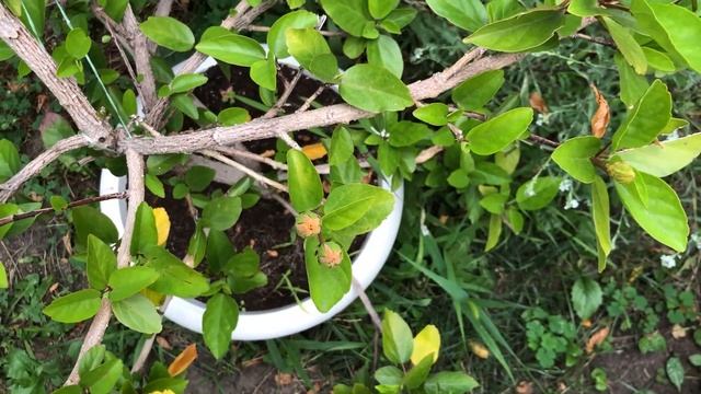 Китайская роза польза и вред. Чай каркаде из гибискуса. Уход.