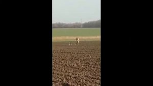 Лучшие приколы на охоте 2022 Смешные случаи с животными