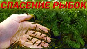 Спасение аквариумных рыбок