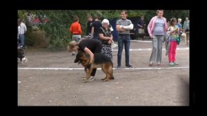 Самая популярная собака /// Охранник ///Верный друг /// Немецкая овчарка